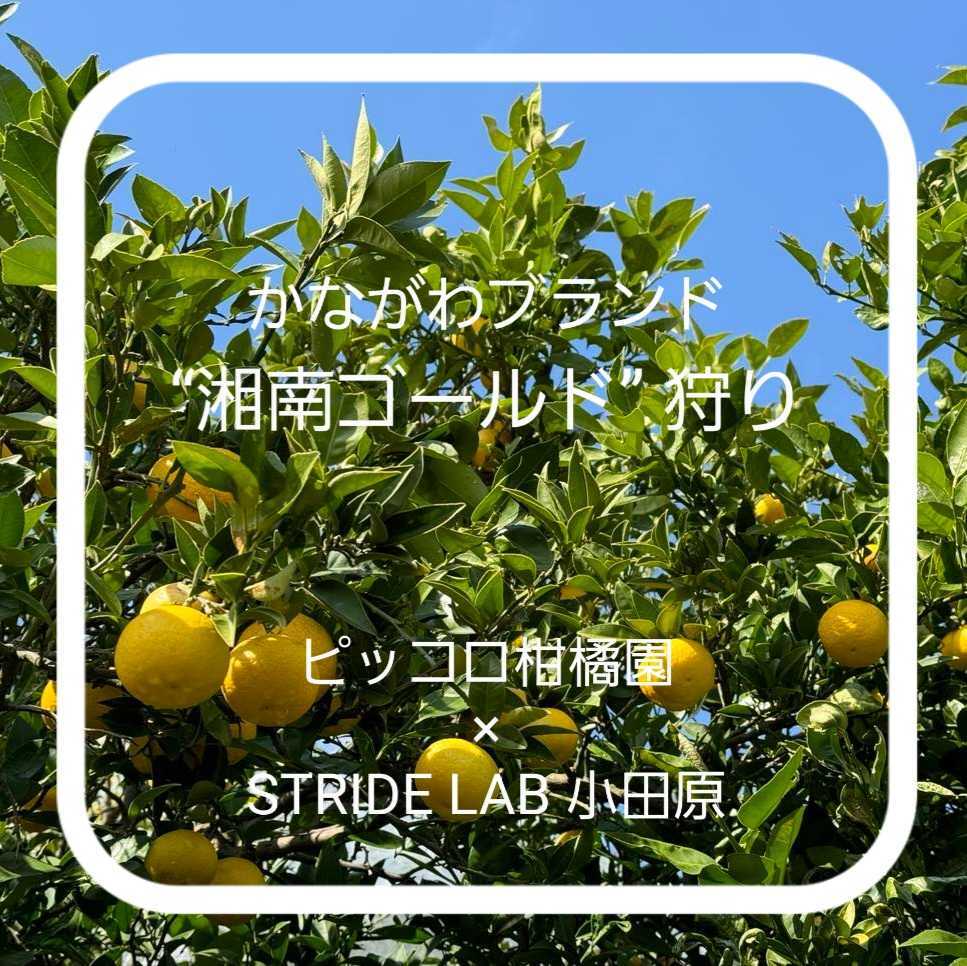 【湘南ゴールド狩りラン☆終了】|小田原店 イベント|STRIDE LAB